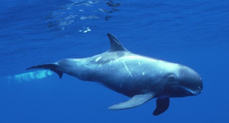 Algerine Porpoise/Pygmy Killer whale 